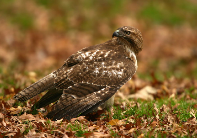 Buteo jamaicensis Accipitridae