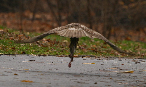 Buteo jamaicensis Accipitridae