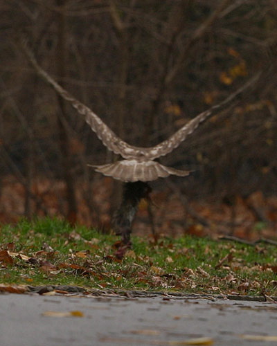 Buteo jamaicensis Accipitridae