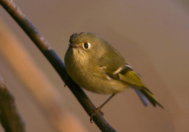 Regulus calendula Regulidae