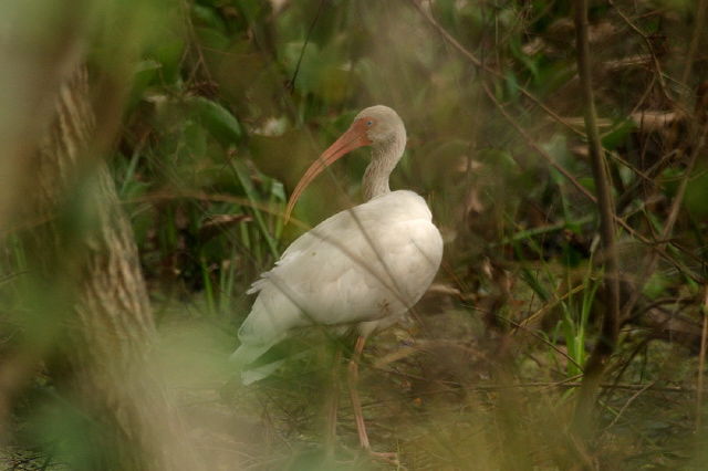 Eudocimus albus Threskiornithidae