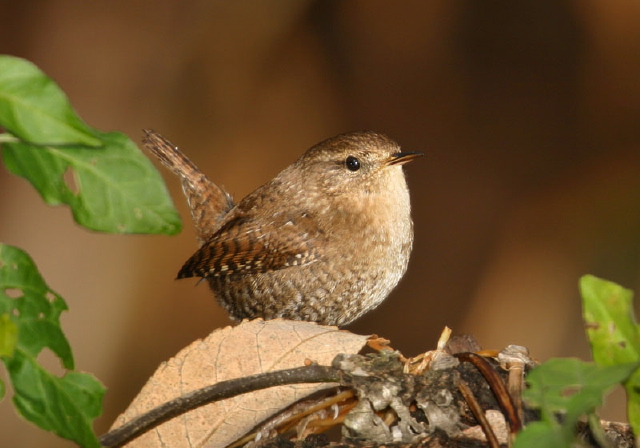 Troglodytes hiemalis Troglodytidae