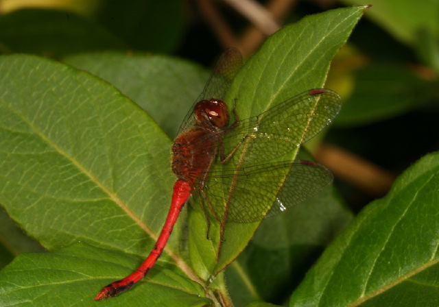 Sympetrum vicinum Libellulidae