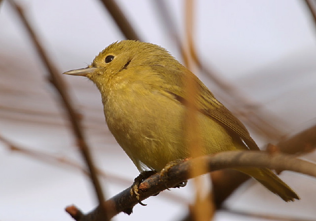 Dendroica petechia Parulidae