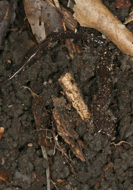 lead-backed_salamander5205.jpg