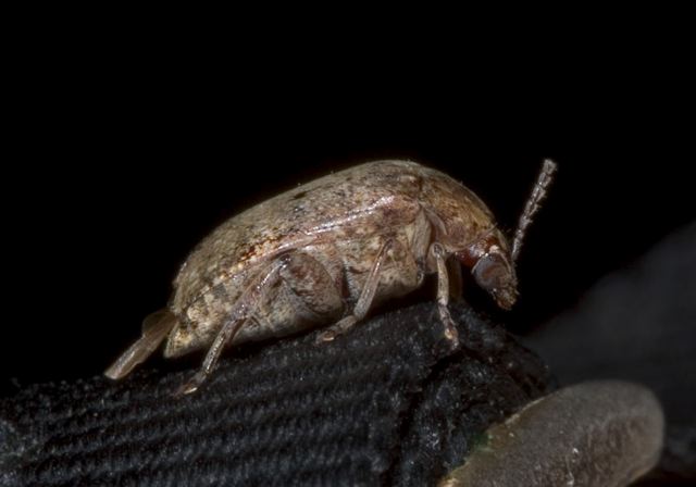 locust_seed_borer_bee_4a181.jpg