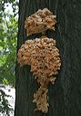 fungus4804