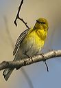 pine_warbler638