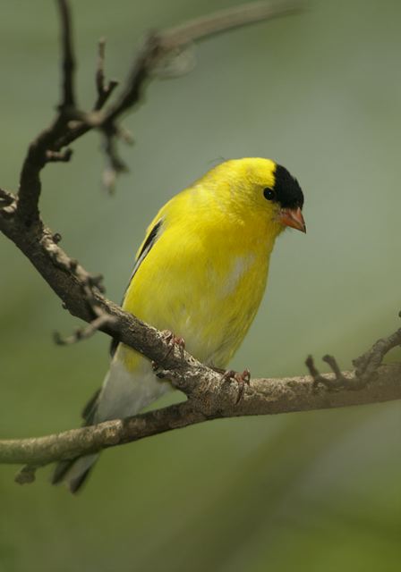american_goldfinch258.jpg