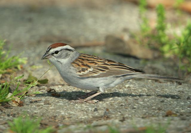 chipping_sparrow239.jpg