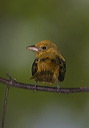 summer_tanager129