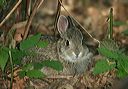 eastern_cottontail162