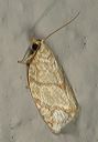 argyrotaenia_quercifo_337bd