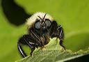 robber_fly1331