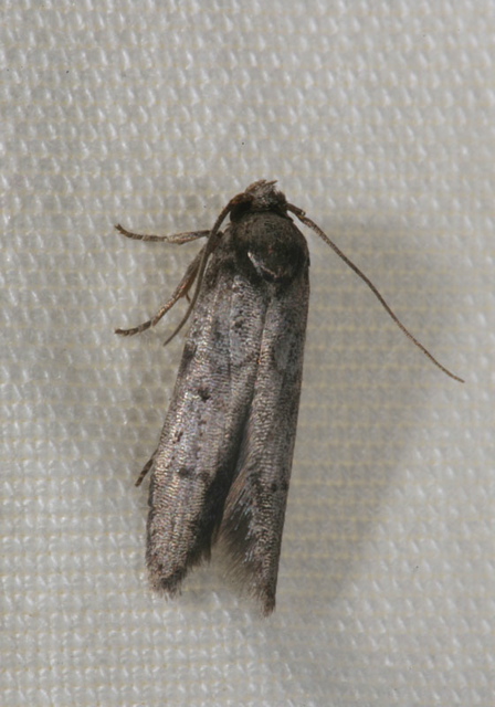 moth1785.jpg