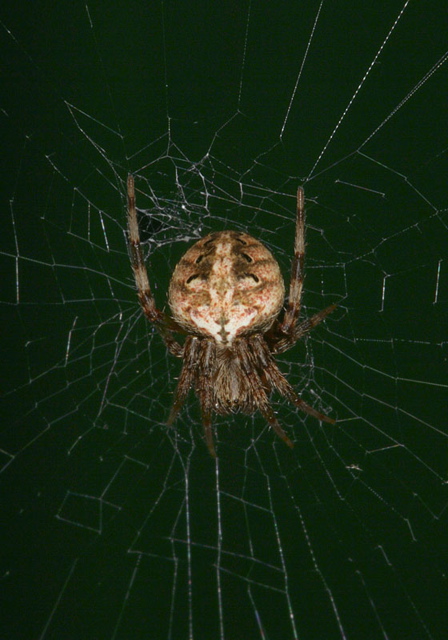 orb_weaver1889.jpg