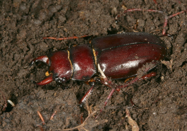 stag_beetle1902.jpg