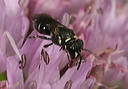 plasterer_bee2102