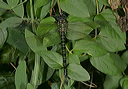 swamp_darner2170