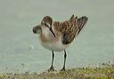 semipalmated_sandpiper3349