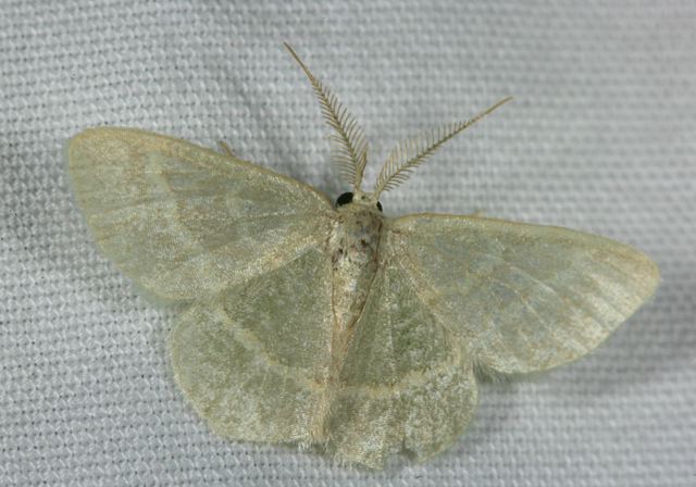 chlorochlamys_chlorol_4635c.jpg