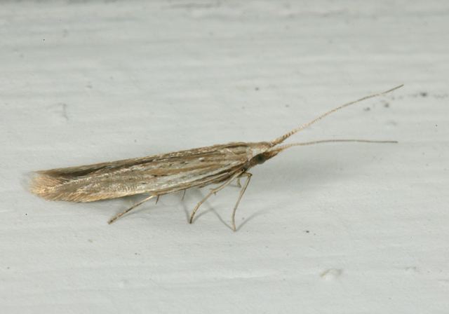 coleophora_cratipenne_460e4.jpg