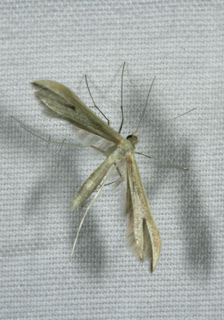 plume_moth4293.jpg