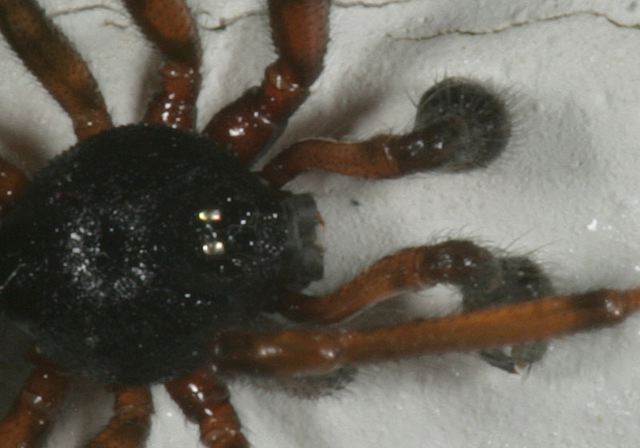 long-jawed_orb_weaver_z3778.jpg