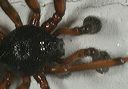 long-jawed_orb_weaver_z3778