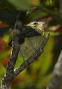philadelphia_vireo4169
