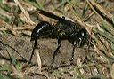 prionyx_atratus4335