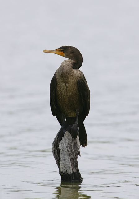 double-crested_cormor_4deb4.jpg