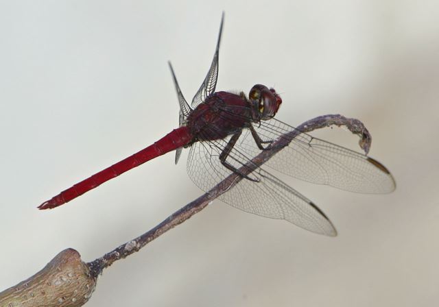 orthemis_discolor7159.jpg