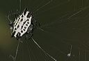 gasteracantha_cancrif_4df81