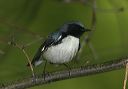 black-throated_blue_w_38e93