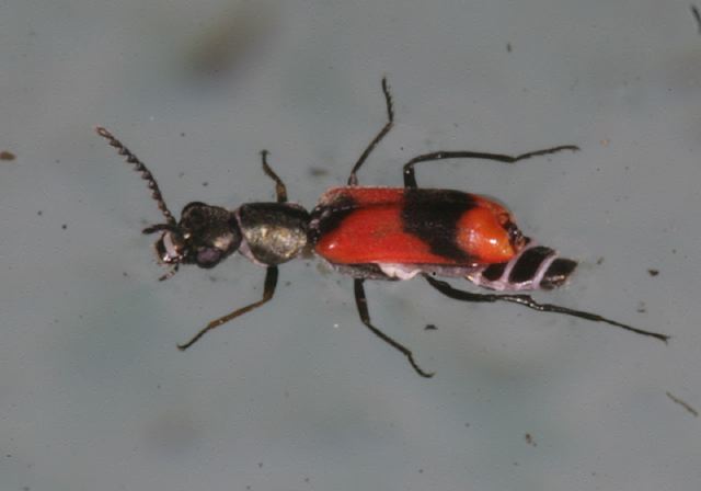 anthocomus_bipunctatus7853.jpg