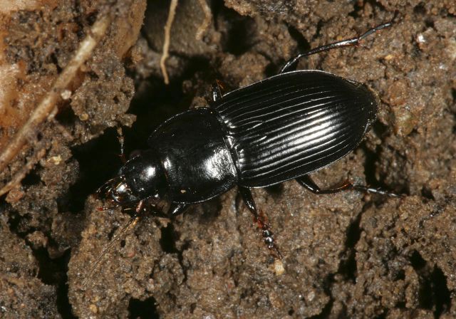 harpalus_sp7822.jpg