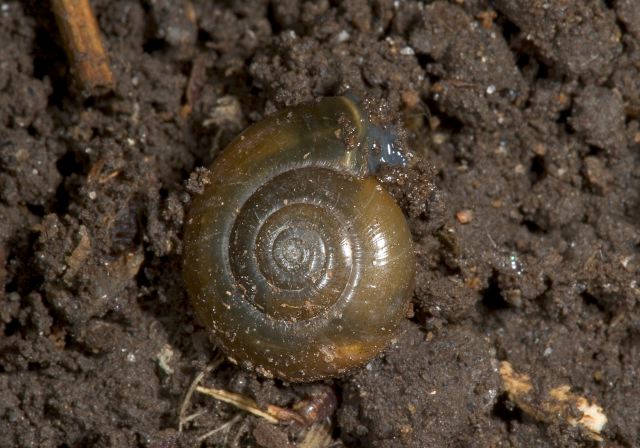 snail_6346.jpg