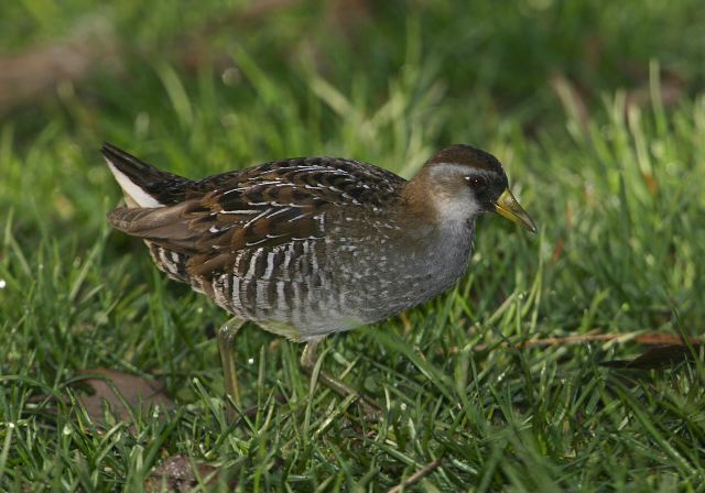 sora_rail.jpg