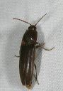click_beetle8320