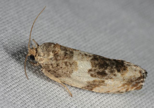 tortricid_9124.jpg