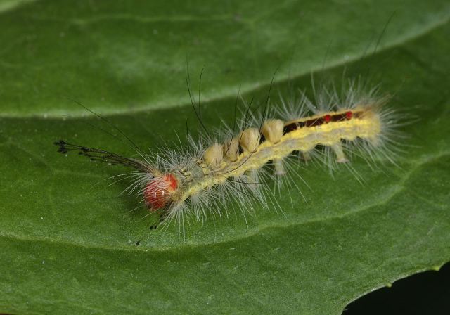 orgyia_leucostigma9440.jpg