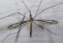 crane_fly_l9842