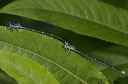 enallagma_exsulans_0158