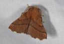 malacosoma_disstria_0188