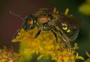 augochlora_1528