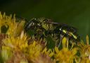 augochlora_1533