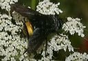 belvosia_1560