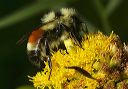 bombus_0957