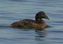 common_eider_0962